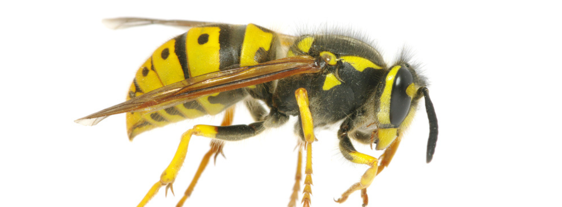 DIY Wasp Nest Removal