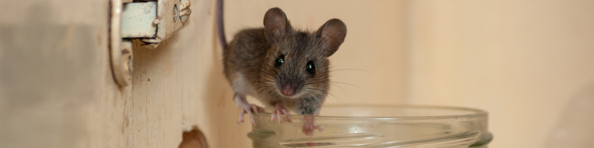 Mice Chase Pest Control
